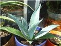 agava